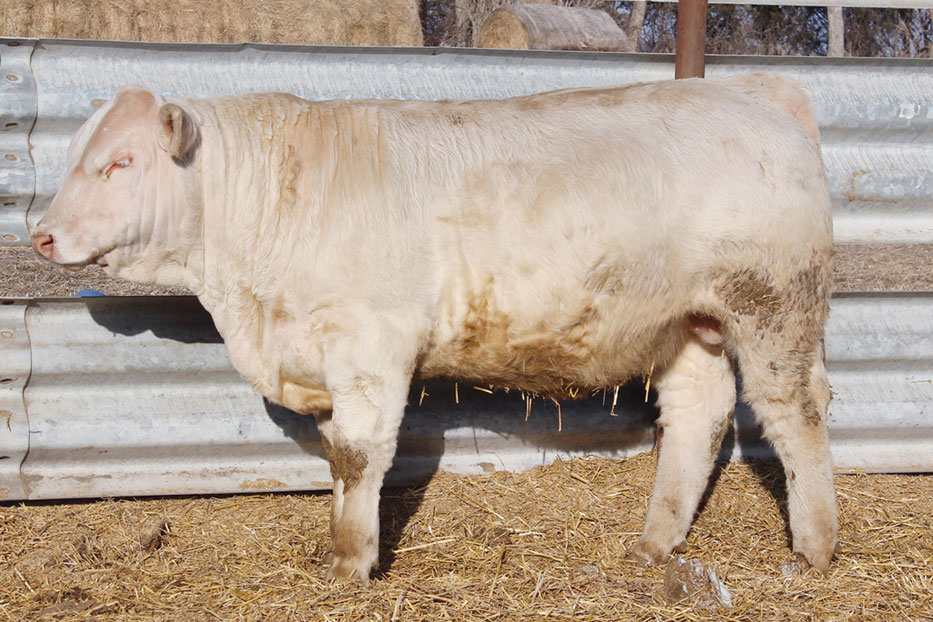 Lot_113L