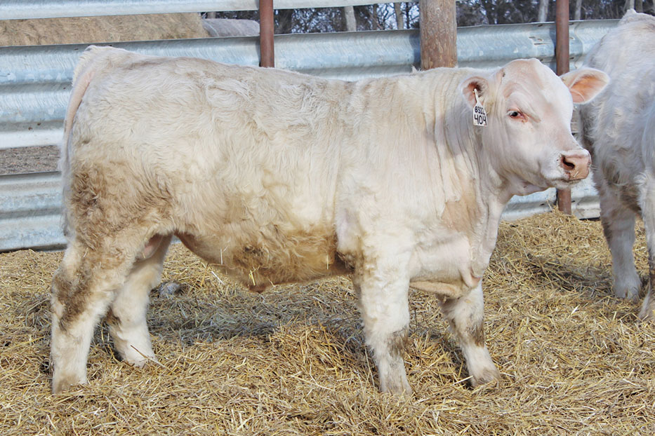 Lot_117L