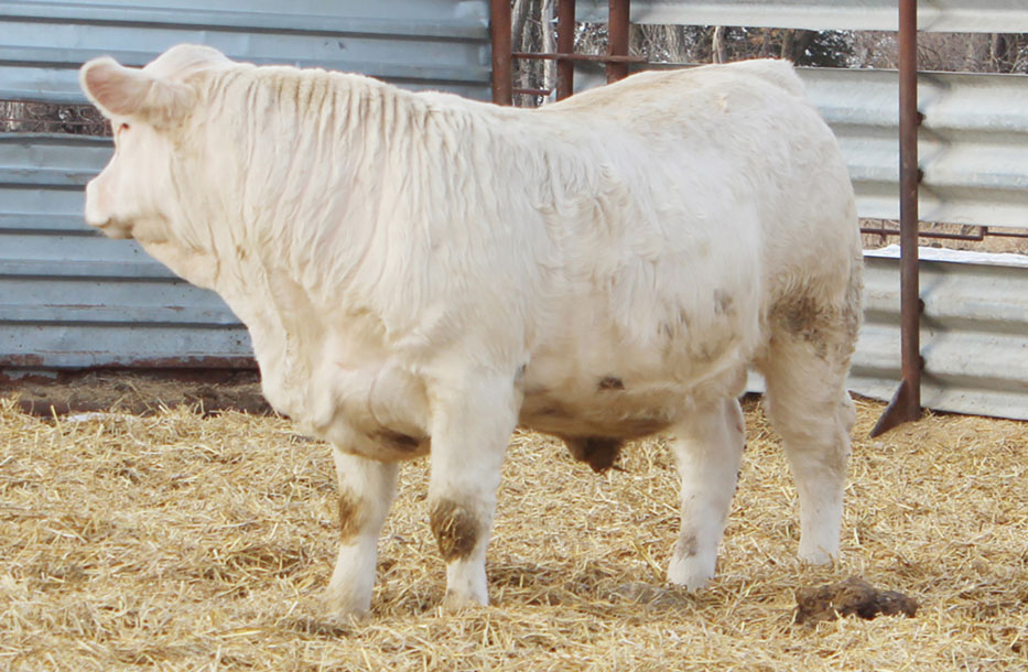 Lot_509M