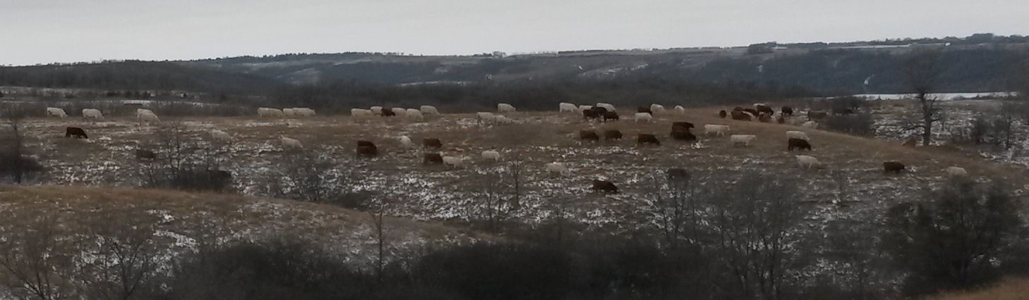 Herd In Pasture